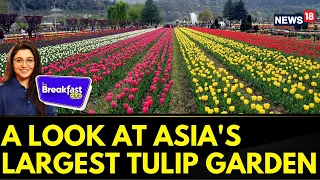 Tulip Garden Srinagar, Asia's Largest In Full Bloom: Take A Look | The Breakfast Club | India News18