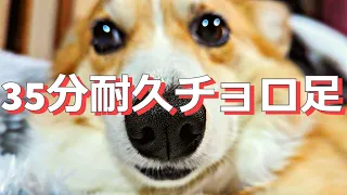 【柴犬スティーブch】35分耐久チョロ足【作業用BGM】