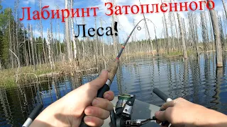 Summer Fishing On Taiga Lakes! 4K