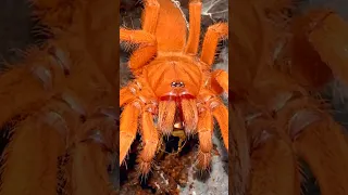 The most ORANGE TARANTULA IN THE WORLD!! 🥴🍊