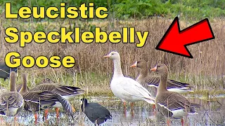 UNBELIEVABLE FOOTAGE! On the HUNT for RARE Birds! Leucistic Specklebelly Goose!