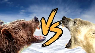 Brown Bear VS Polar Bear - Size Comparison