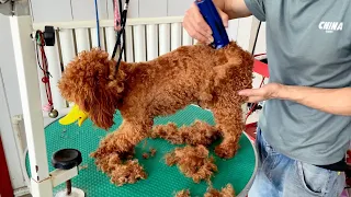 Professional pet grooming record: full care of brown poodle