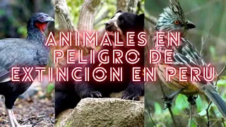 Animales en peligro de extinción en Perú