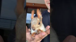 Белка ревнует 😳 #shorts #youtubeshorts #funny #funnyvideo #squirrel #shortvideo