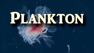 Plankton - Drifters of the Ocean