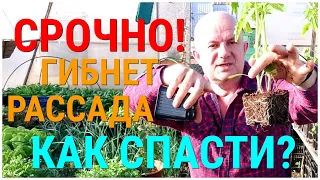 Беда! Заболела рассада помидоров. Три основные болезни рассады томатов. Как вылечить больную рассаду