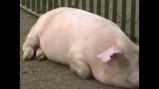 Породи свиней
