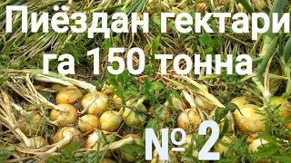 Пиёздан гектарига 150 тонна. РЕКОРД деталларда. 2-қисм