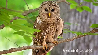 Barred owl vocals - Incredible hooting calls between male and female.