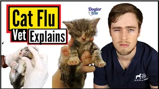 Why Is My Kitten Sneezing? | Cat Flu | Vet Explains