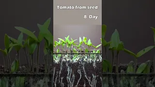 Growing tomato from seed