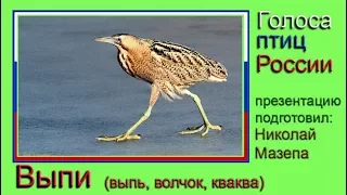Выпи. Голоса птиц России