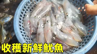 Flocks of squid get into the nets  and it's too enjoyable to eat in a big bucket  and the rest is a