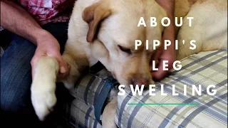 About Pippi's Leg Swelling