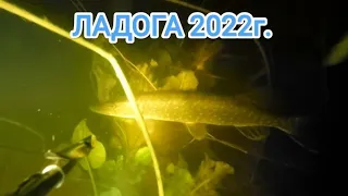 Ладога 2022г. Подводная охота в камышах ночью.