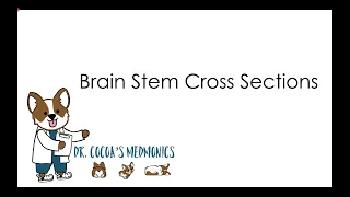 Brain Stem Cross Sections