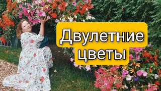 ДВУЛЕТНИЕ ЦВЕТЫ КОТОРЫЕ ПОРА БЫЛО СЕЯТЬ УЖЕ ВЧЕРА | КАК ДВУЛЕТНИЕ ЦВЕТЫ ПРЕВРАТИТЬ В МНОГОЛЕТНИЕ