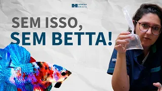 NÃO TENHA UM PEIXE BETTA SEM VER ISSO!