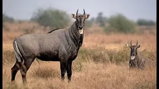 FREE RANGE NILGAI HUNTING TEXAS!! THE BLUE BULL!!