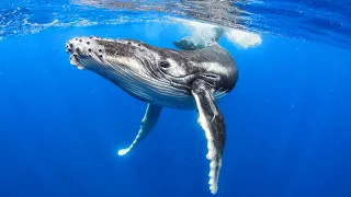 WHALE SOUNDS | Deep Underwater Sounds | Healing Songs for Sleeping and Relaxing