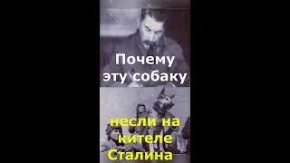 ☭ Почему эту собаку несли на кителе самого Сталина