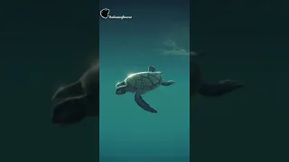 Megalodon Swallows Turtle Whole!!!