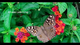 Fluttering Beauty: Discover the World of Cute Butterflies! | Khaas Learning | Butterflies for kids