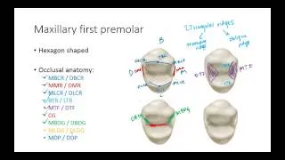 Dental Anatomy: Premolars