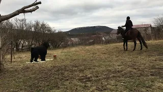 Русский чёрный терьер.Элементы общего курса дрессировки.