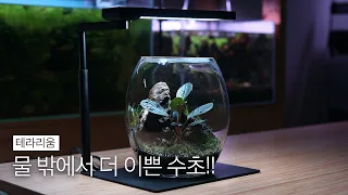 물 밖에서 더 이쁜 수초 | 테라리움 | 물멍 | Plants that are prettier outside the water | Terrarium | MulMung