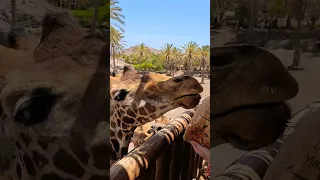 Feeding Giraffes | Oasis Wild Life Fuerteventura #zoo #canaryislands #animals #wildlife #4k #travel