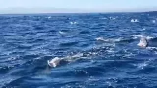 Dolphin frenzy - Robben Island, Cape Town