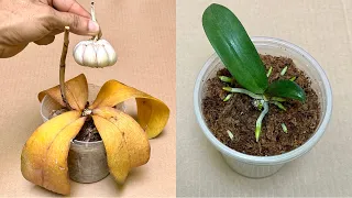 Garlic revives all rotten orchids in this easy way