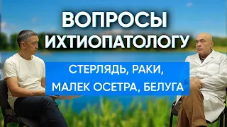 Подойдет ли стерлядь для разведения в домашнем пруду? Можно ли отправить мальков осетра в Африку?