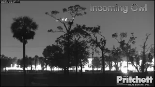 Owl Knocks Dad off Limb - Dad Checks on Kids - Everyone Okay - March 3, 2023 - SWFL Bald Eagle Nest