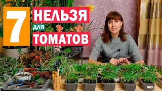 7 ошибок которые нельзя допустить при выращивании рассады томатов!