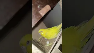 2 female budgies laying eggs #budgies #eggs 💚❤