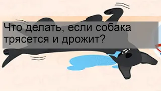 Что делать, если собака трясется и дрожит?