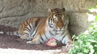 Amur Tiger Eating at Copenhagen Zoo - 03/05/23