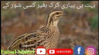 Female Quail Sound// مادی بٹیر کی آواز