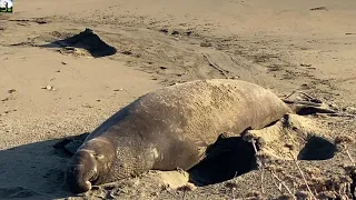 🇺🇸USA🇺🇸 - Northern Elephant Seals - The Piedras Blancas Elephant Seal Rookery San Simeon, CA