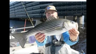 STRIPER FISHING in the WINTER!! Bridge Fishing and Fly Fishing
