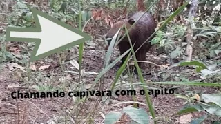 chamando capivara no apito quase passei a mão nela .assista o vídeo e confira