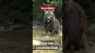 Enorme Lobo canadiense Black