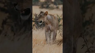 Ultimate Wild Animals Collection in 8K ULTRA HD / 8K TV