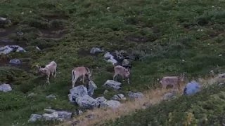 Altai goats (нежданная встреча с козами на Алтае)