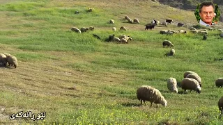 دەنگ دێ لە شیلانەکەی -مەزهەری خالقی