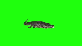 Crocodile attack green screen #greenscreen #green #greenscreenvideo #chromekey #tiger #crocodile