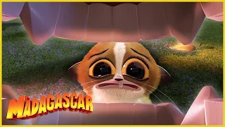 La locura de Mort | DreamWorks Madagascar en Español Latino